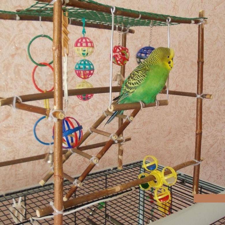 Как развлечь своего попугая и что для этого нужно