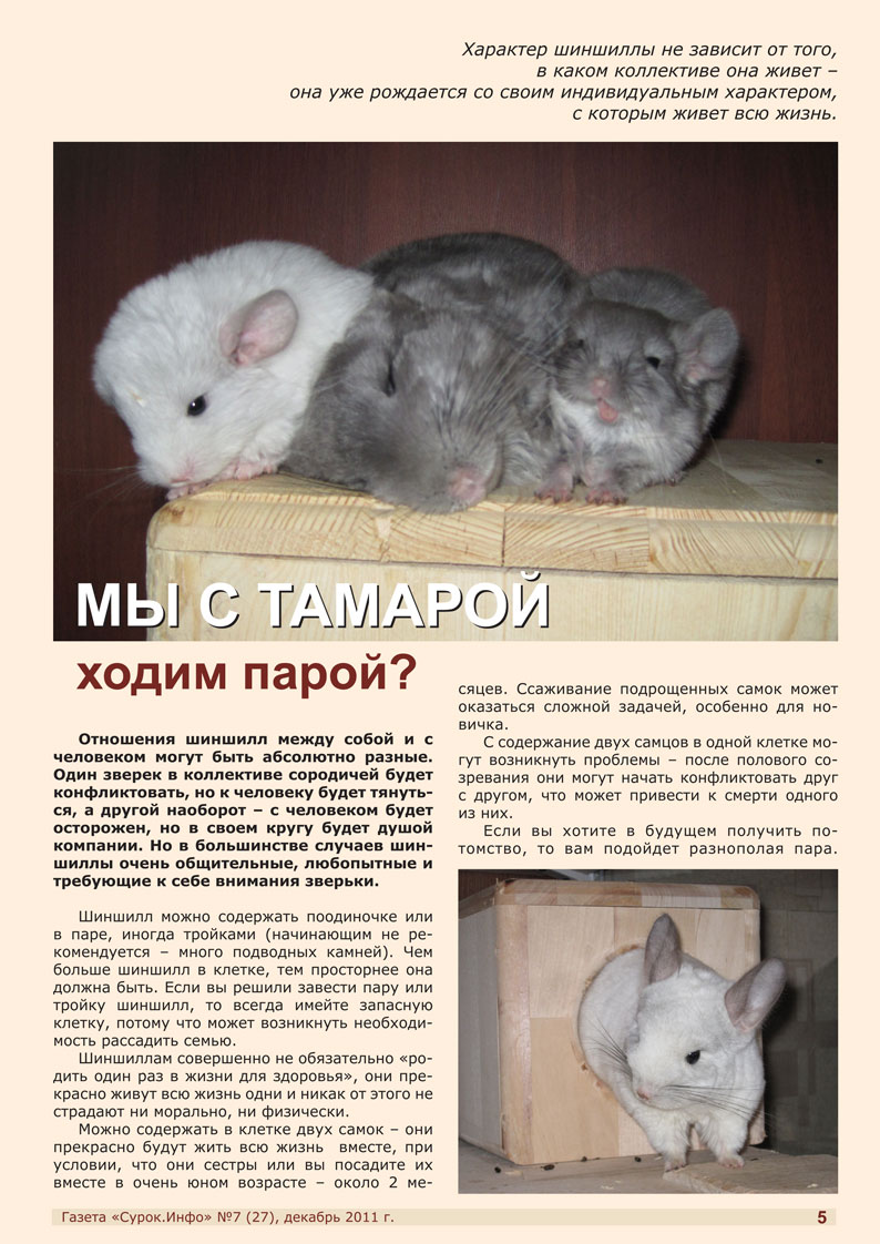 Домашняя шиншилла — уход, содержание, чем кормить