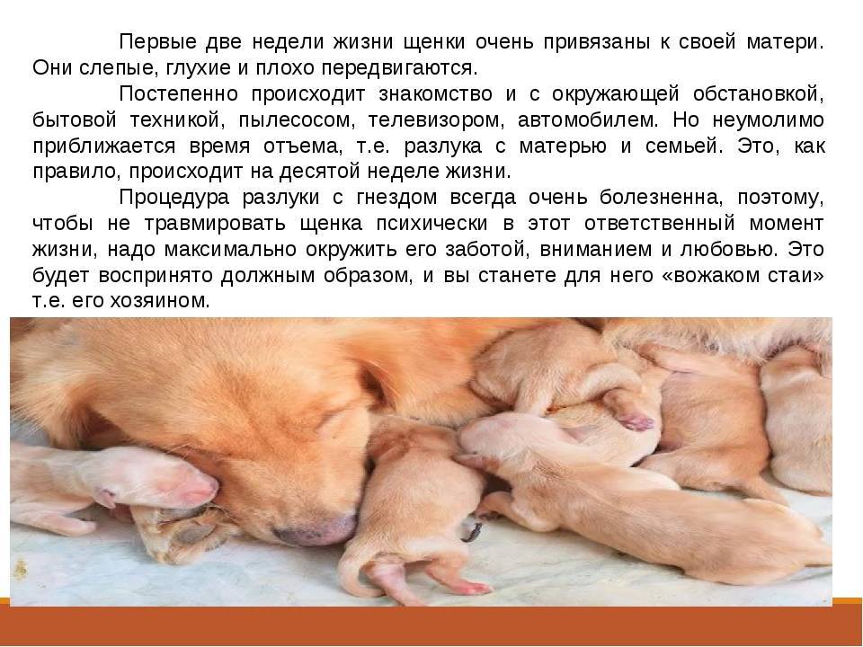 Щенки йоркширского терьера: уход за йорком, чем кормить, как выбрать и правильно воспитывать