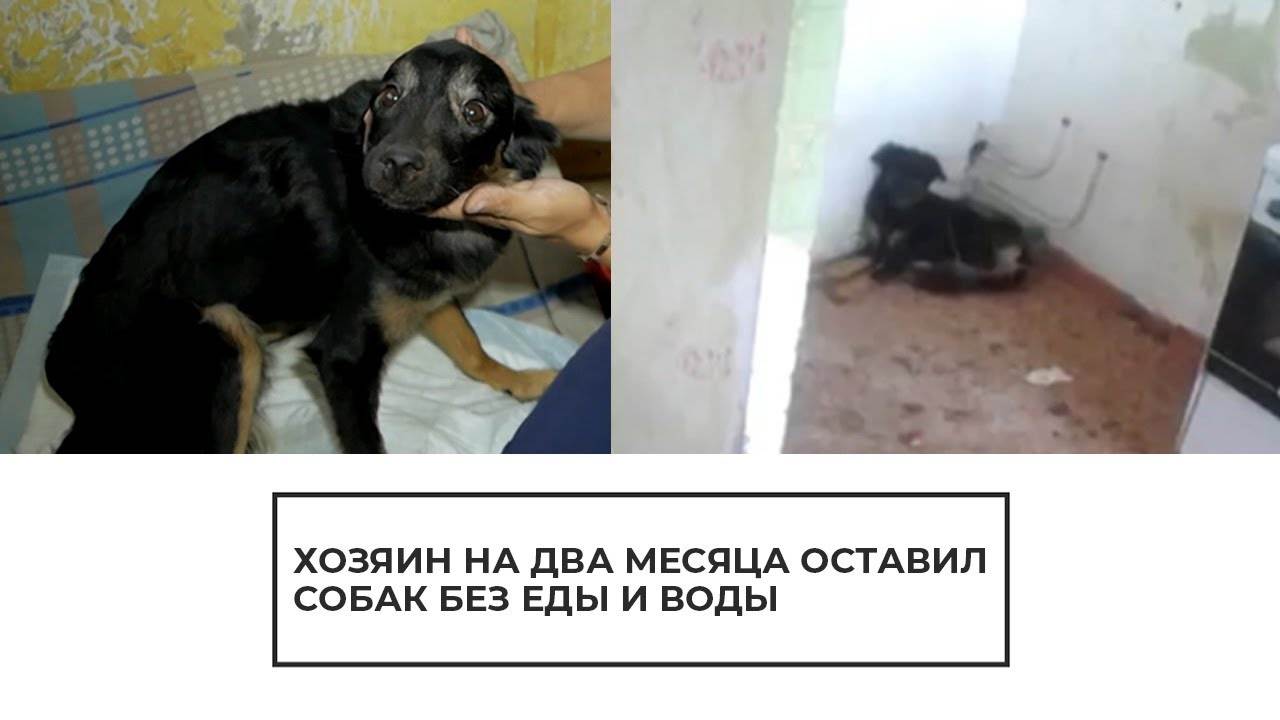 Сколько живут собаки:  как продлить года жизни в домашних условиях