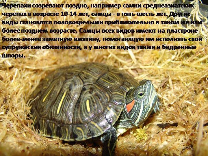 Как определить возраст черепахи