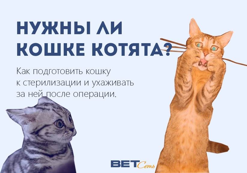 ᐉ можно ли кастрировать кошку во время гуляния? - zoo-mamontenok.ru