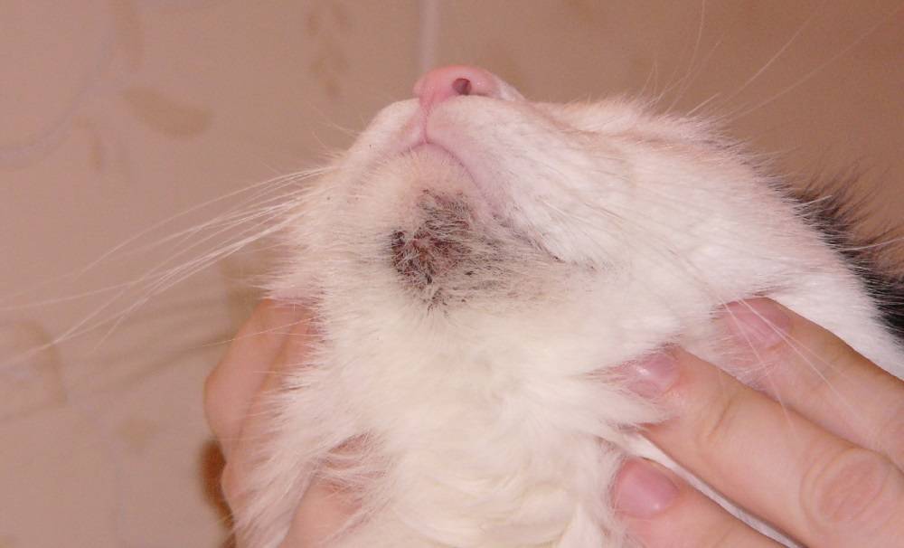 Кожные заболевания у кошек: фото и лечение, симптомы и описание грибковых и бактериальных инфекций