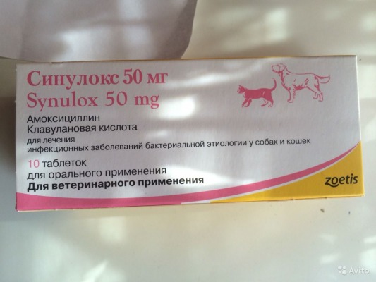 Правильная дозировка амоксициллина для кошки в форме уколов и таблеток