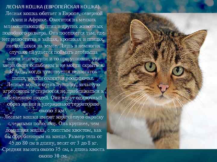 Европейская короткошерстная кельтская кошка: описание и характеристика породы +видео и фото