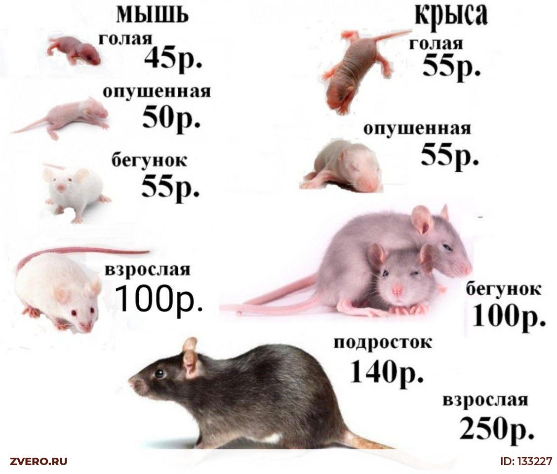 Размеры кормовых крыс