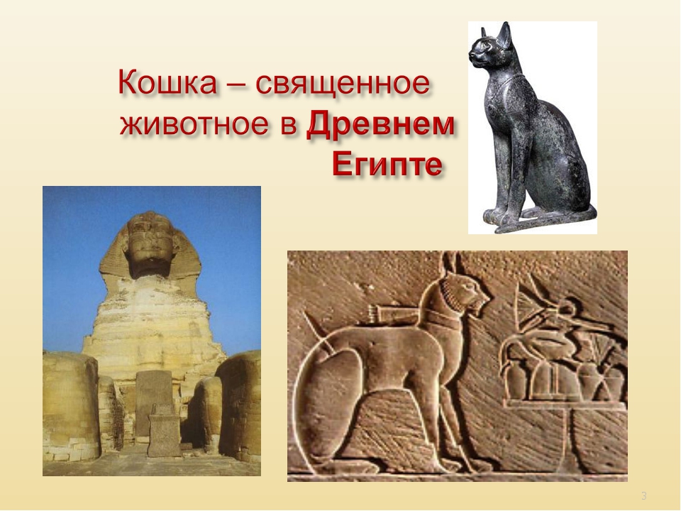 Древние породы кошек. кошки в древности в разных странах мира американская короткошерстная кошка