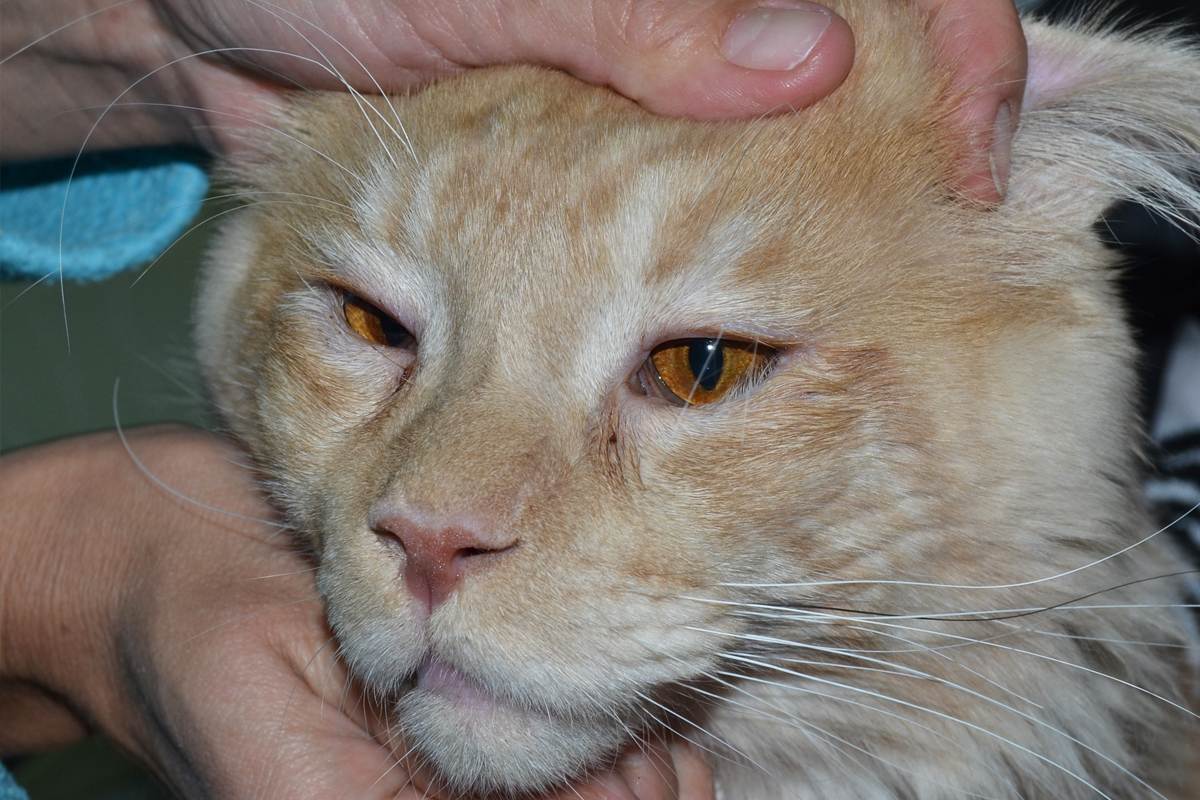 Заворот века у кошки: лечение без операции, меры профилактики заболевания