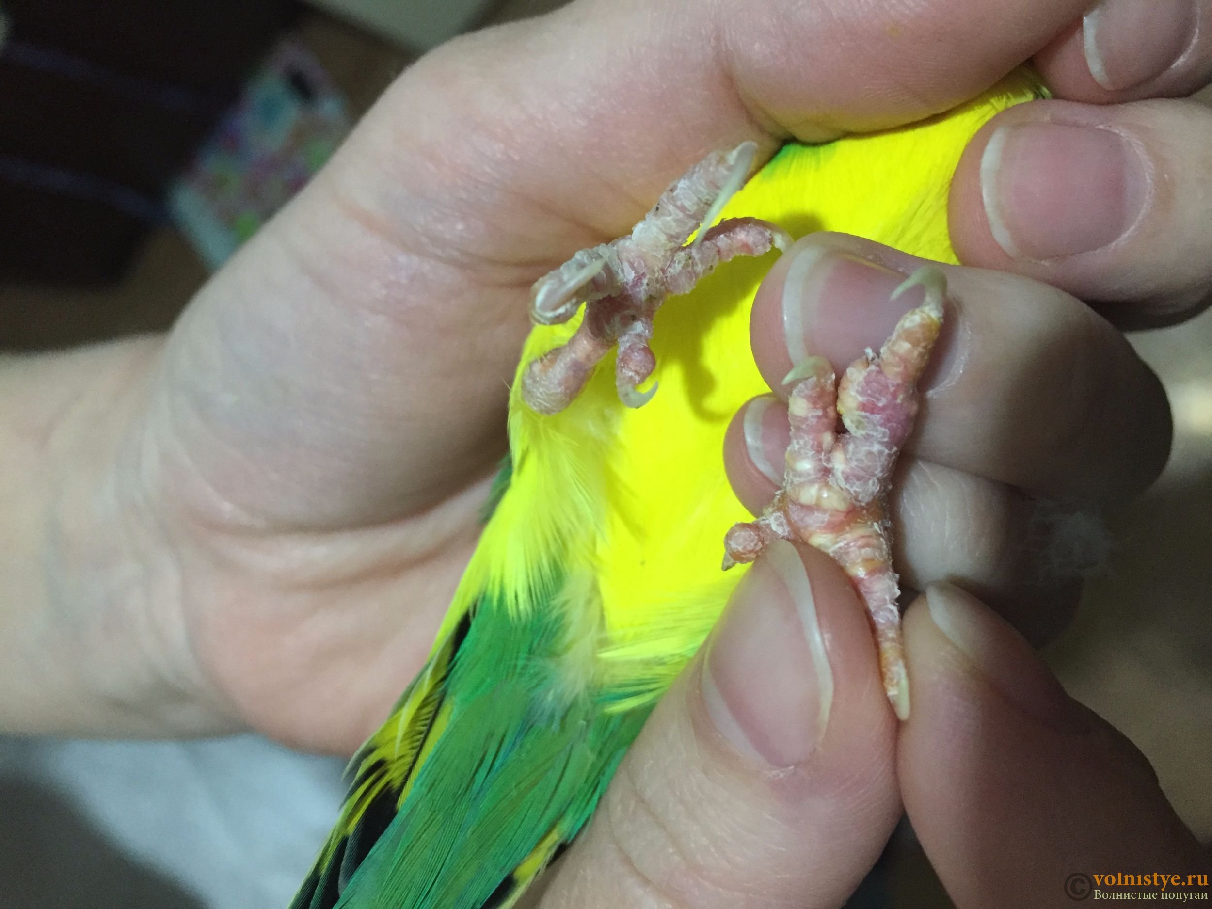 Не работает лапка у попугая: симптомы, лечение, профилактика