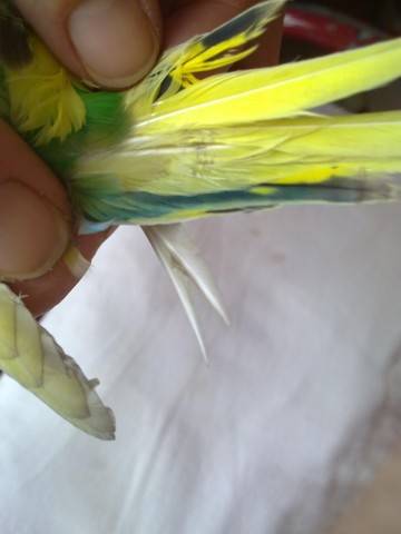 Лечение волнистых попугаев от клещей и пероедов