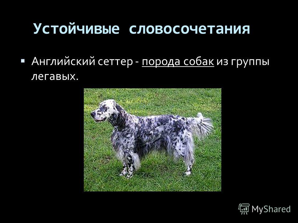 Английский сеттер - описание породы и характер собаки