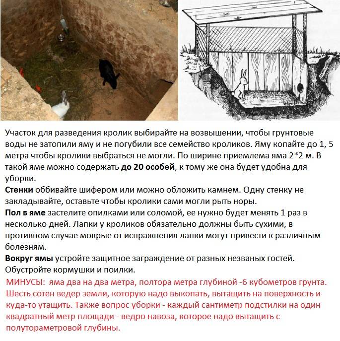Разведение кроликов в домашних условиях. основные методы содержания | cельхозпортал