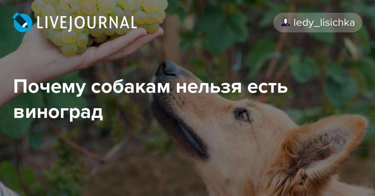 Можно ли виноград собаке: мнение ветеринаров | блог ветклиники "беланта"
