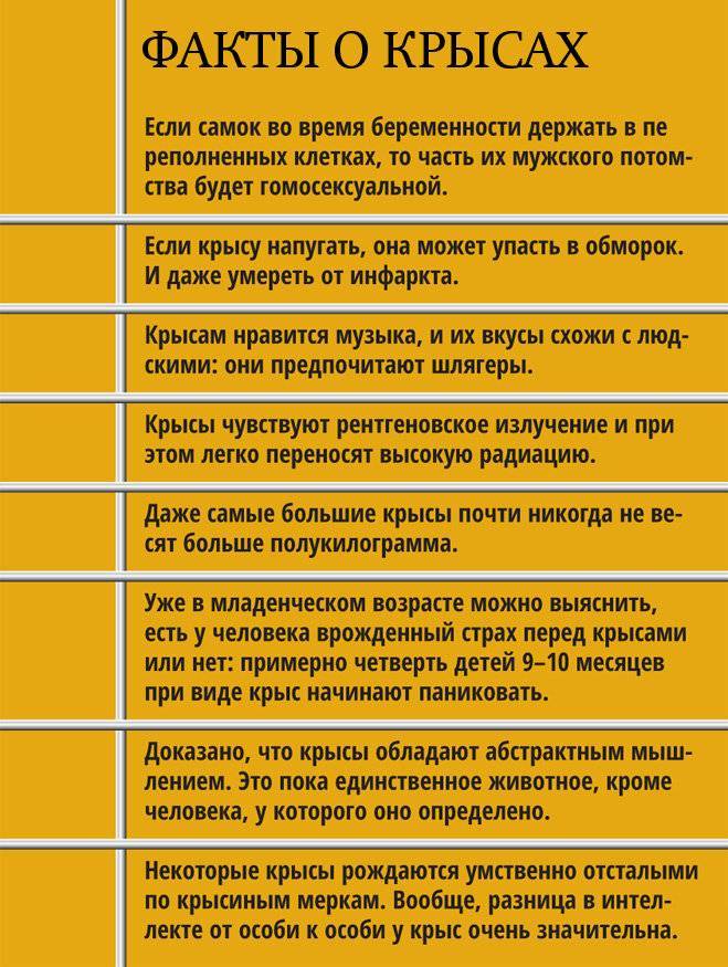 Выбираем декоративную крысу. что нужно знать о будущем питомце: советы заводчика — сам по себе