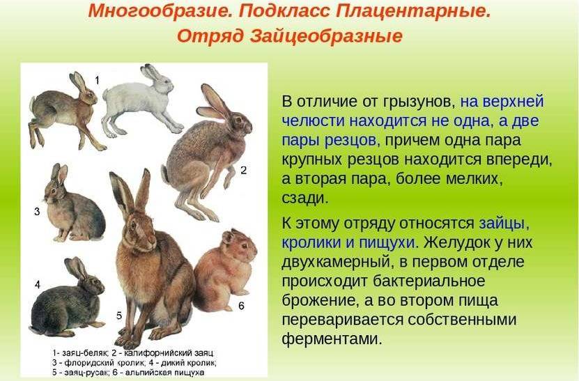 Кролик — это грызун или нет, к какому семейству относятся животное
