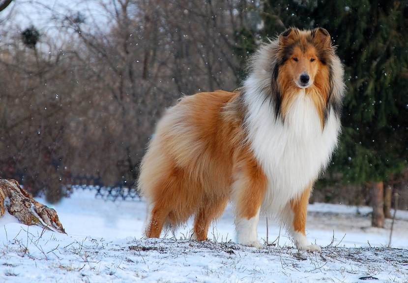 Длинношерстный колли