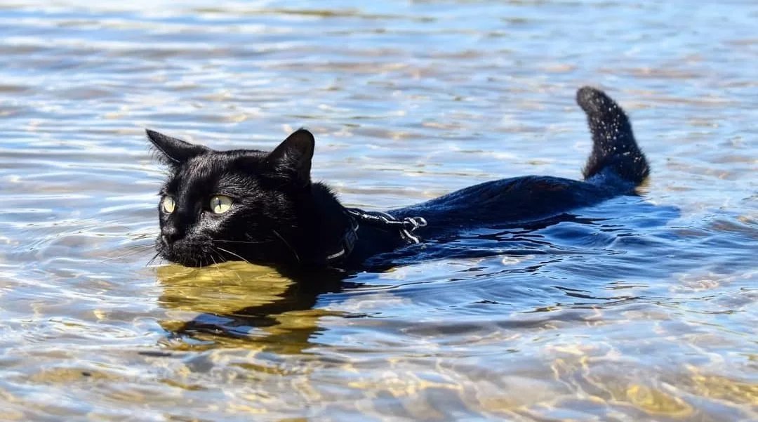 Умеют ли коты плавать