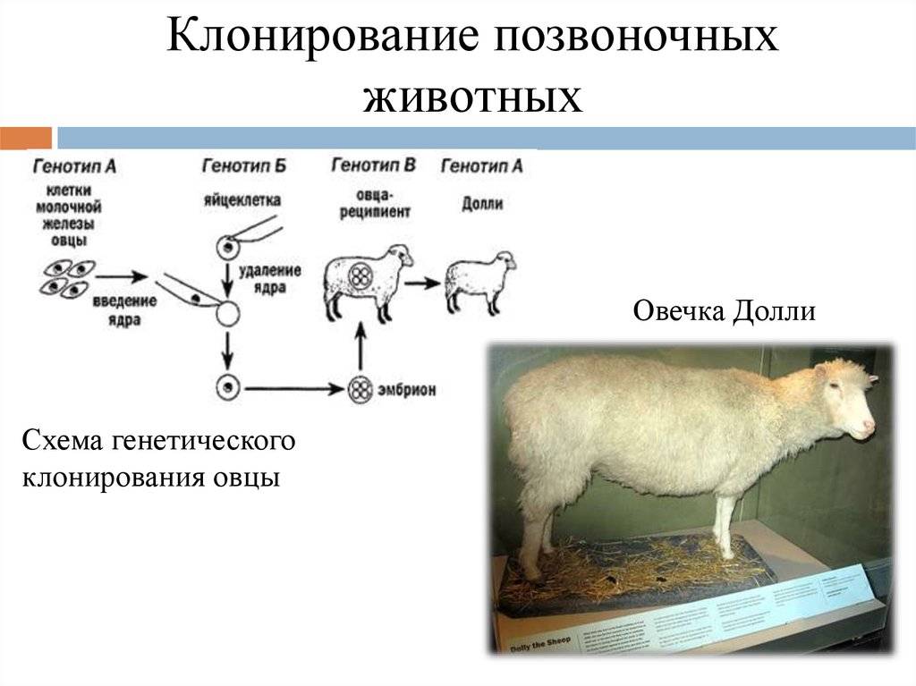 Клонирование животных: преимущества и недостатки — сайт эксперта по животным — howmeow