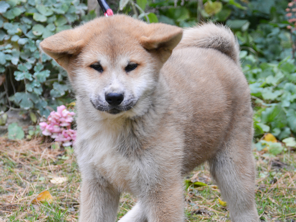 Топ 35 японских пород собак и пород, популярных в японии- самая полная подборка с фото и описанием