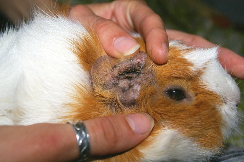 Опухоль у морских свинок на животе, спине, ногах, шее и боку: симптомы, диагностика и лечение шишки на теле