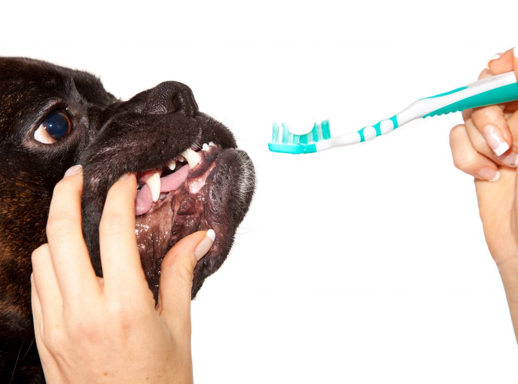 Как чистить зубы собаке: приучаем и действуем