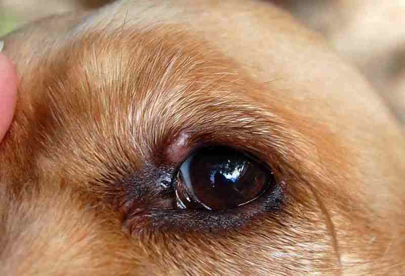 Третье веко у собаки – как лечить?