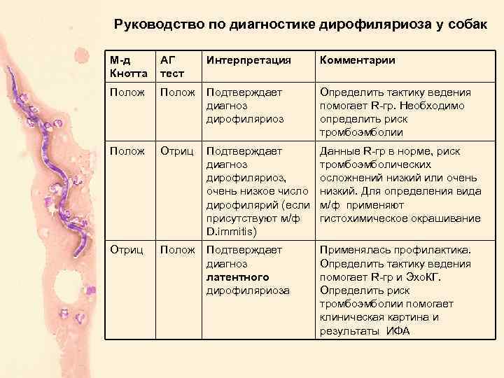 Дирофиляриоз у собак лечение