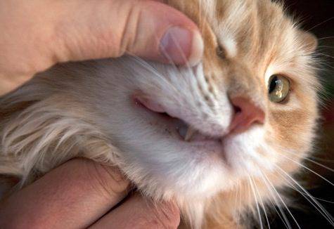 Почему опухает нижняя губа у кошки и какие меры предпринять