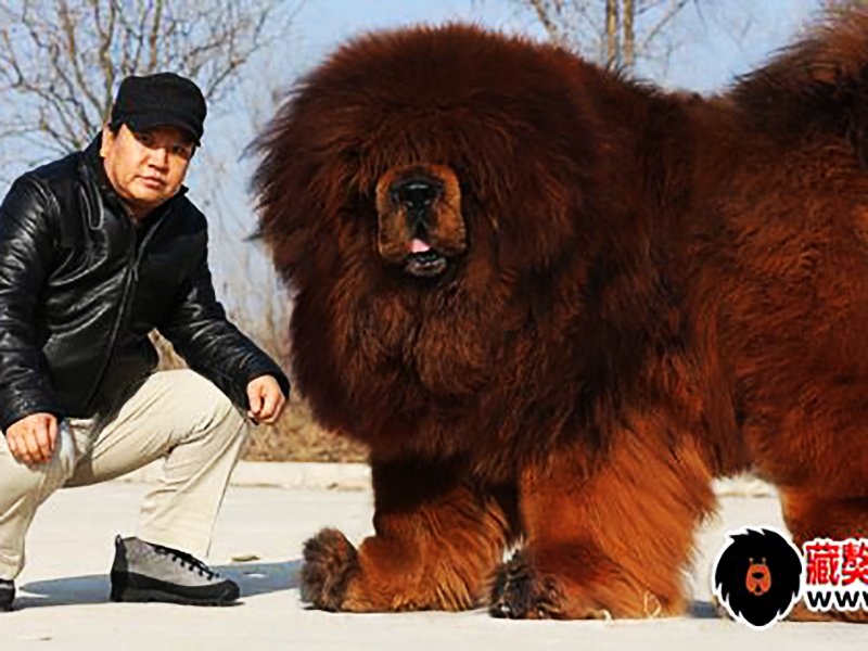Тибетский мастиф - самая большая собака в мире, весящая до 112 кг, история породы и фото
