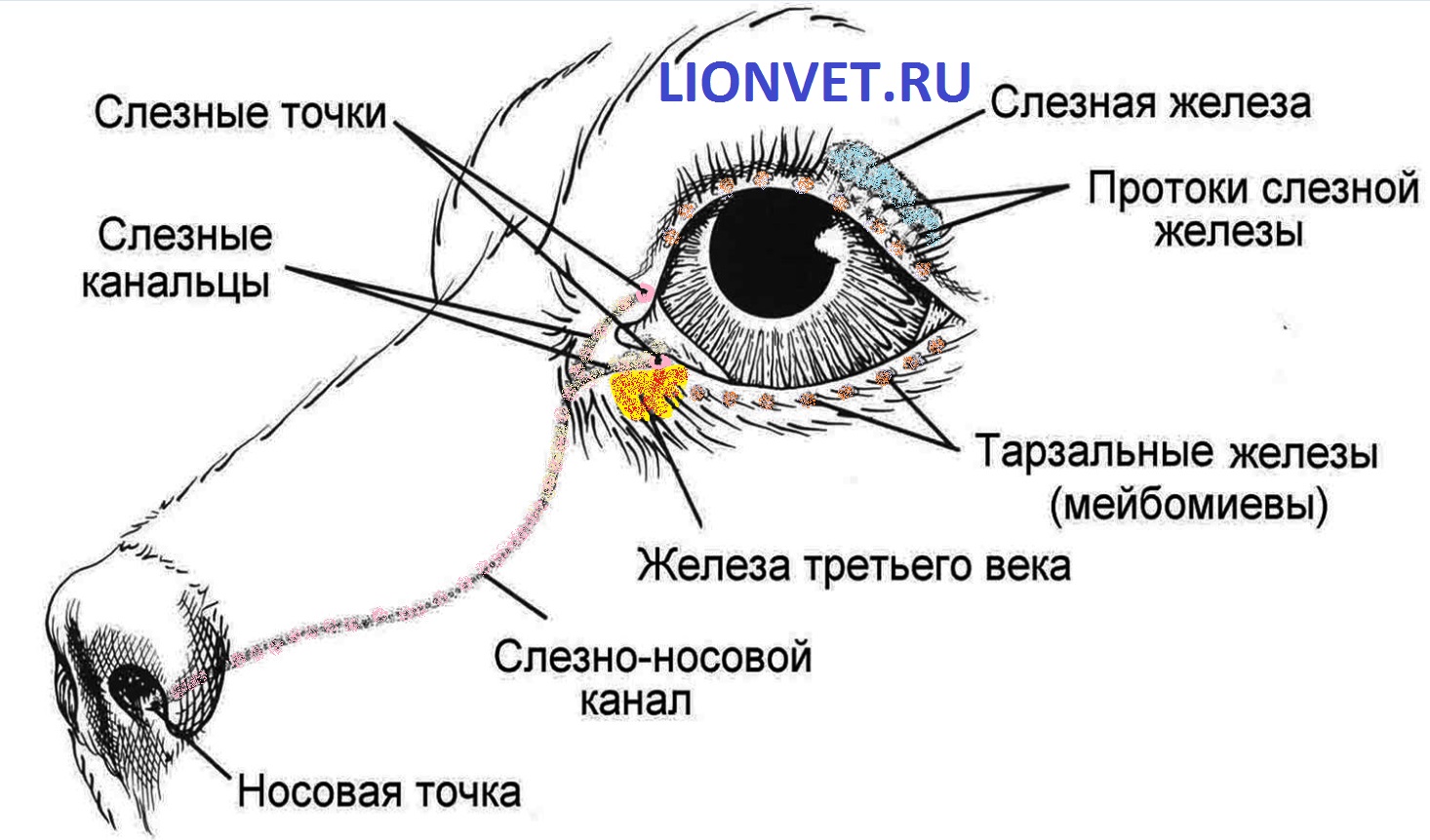 Третье веко у кошки: причины выпадения и лечение