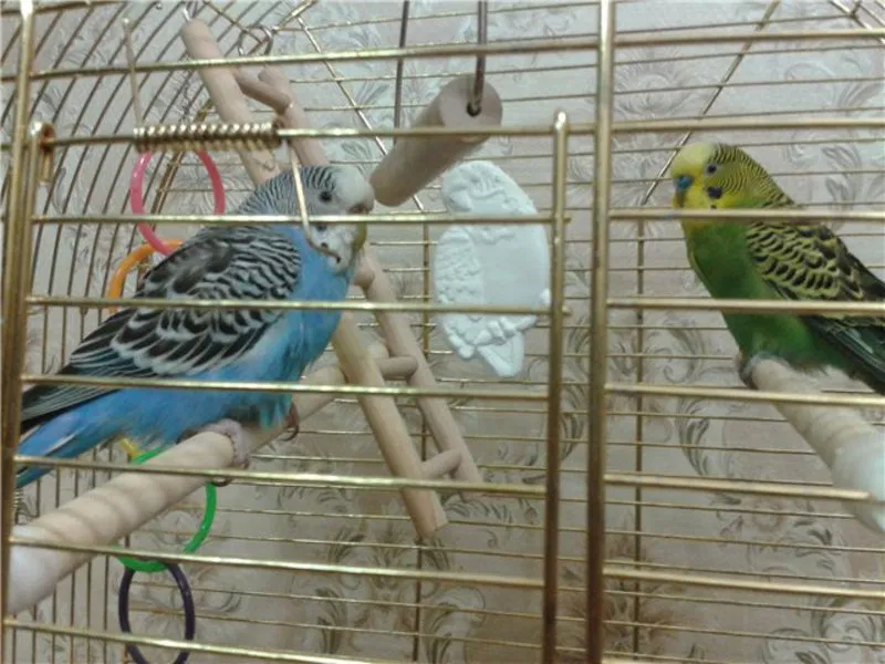 Как уживаются попугаи разных пород в одной квартире - kotiko.ru