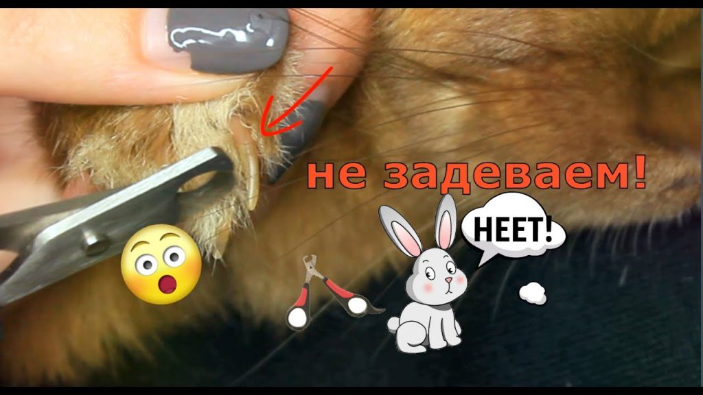 Как подстричь когти декоративному кролику в домашних условиях: советы и видео