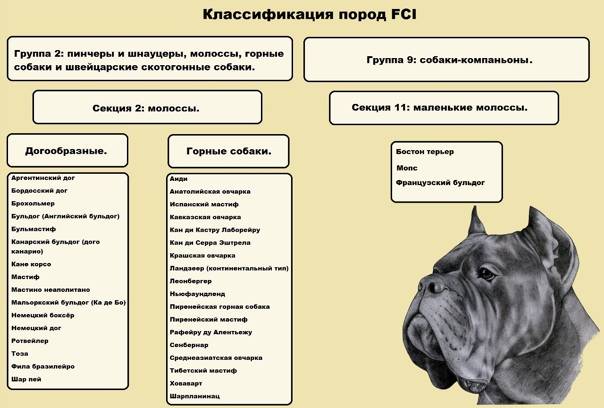 Следующий пород. Качества собаки. Основные дополнительные рабочие качества собак. Группы рабочих качеств собак. Рабочие качества собак курсовая.