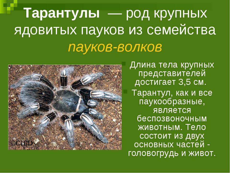 Паук-птицеед брахипельма альбопилосум: описание, содержание, уход