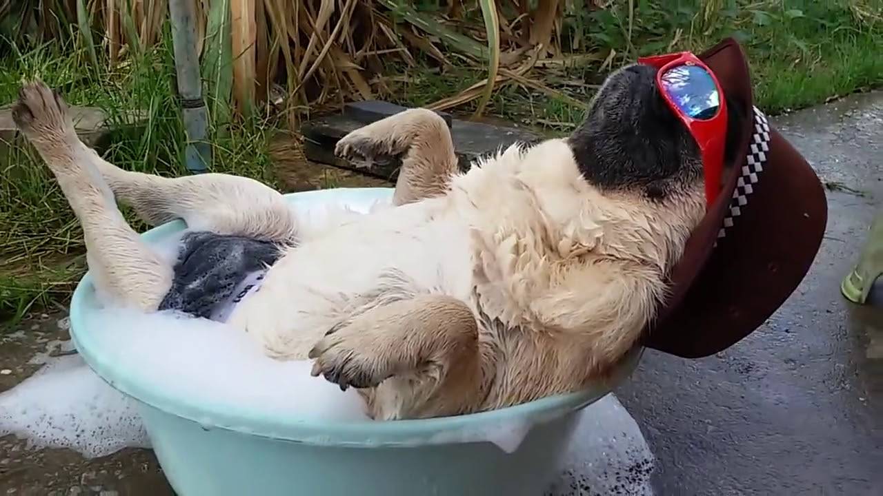 Прикольные и смешные животные