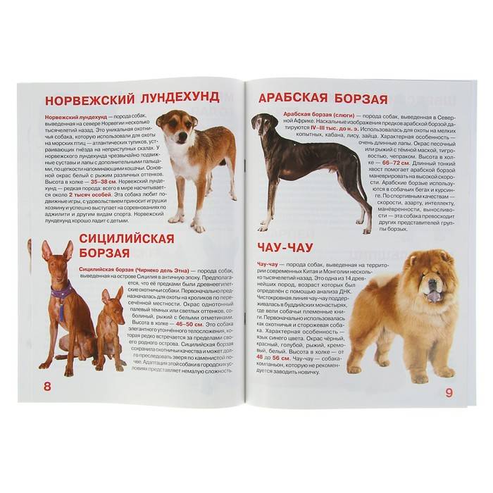 Список самых древних пород собак на земле и их подробное описание