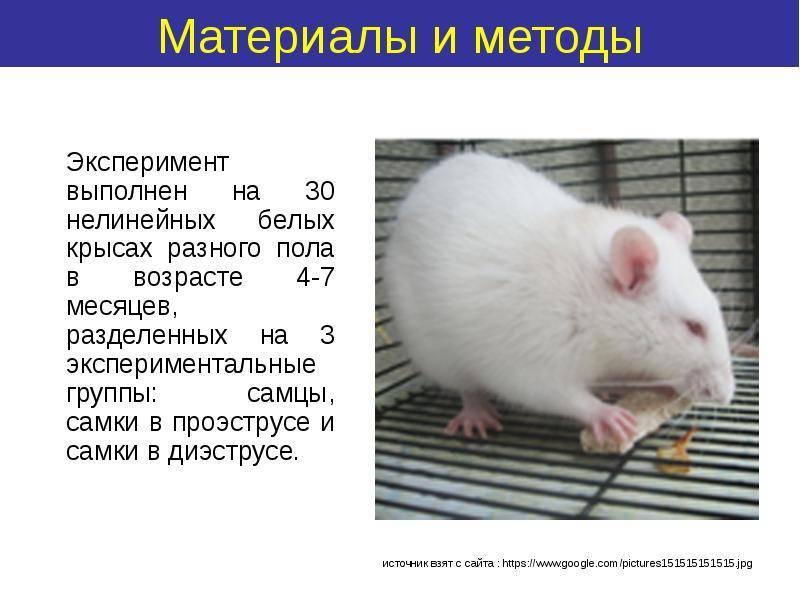 Как определить пол крысы: как узнать мальчика или девочку, как отличить крысёнка самца от самки, определение с фото
