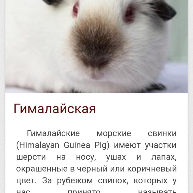 Как назвать морскую свинку девочку: имена и клички для животного чёрного цвета, список разных красивых кличек на русском языке