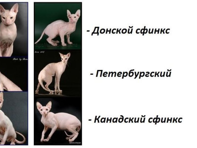 Породы кошек которые не линяют