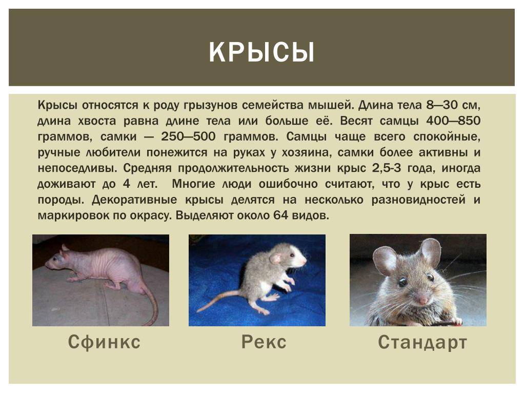 Сколько живут домашние крысы: как продлить жизнь питомца, правила кормления и ухода