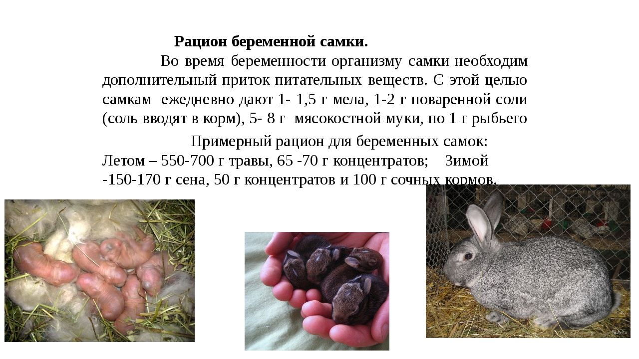 Разрешенные и запрещенные виды кормов для кроликов