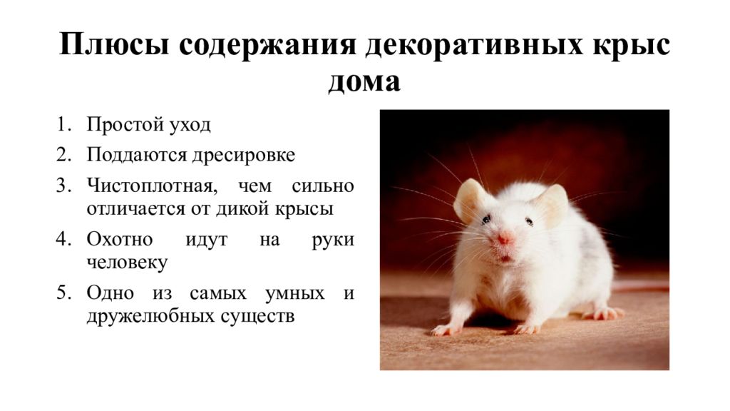 Декоративная крыса — плюсы и минусы содержания. критерии выбора и особенности ухода. фото — ботаничка