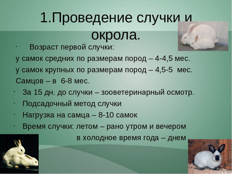 Правила и особенности размножения кроликов