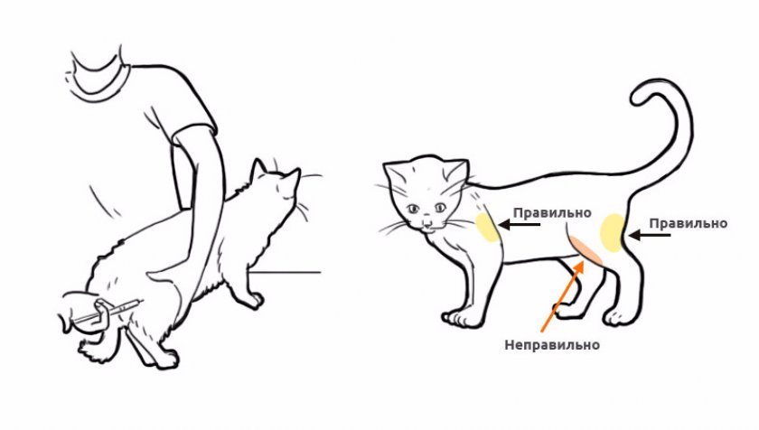 Кошка правильно. Как делать укол коту внутримышечно. Укол кошке внутримышечно схема. Укол кошке внутримышечно в бедро. Куда ставить укол кошке внутримышечно.