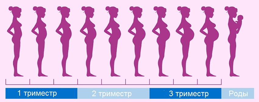 Начало беременности в картинках