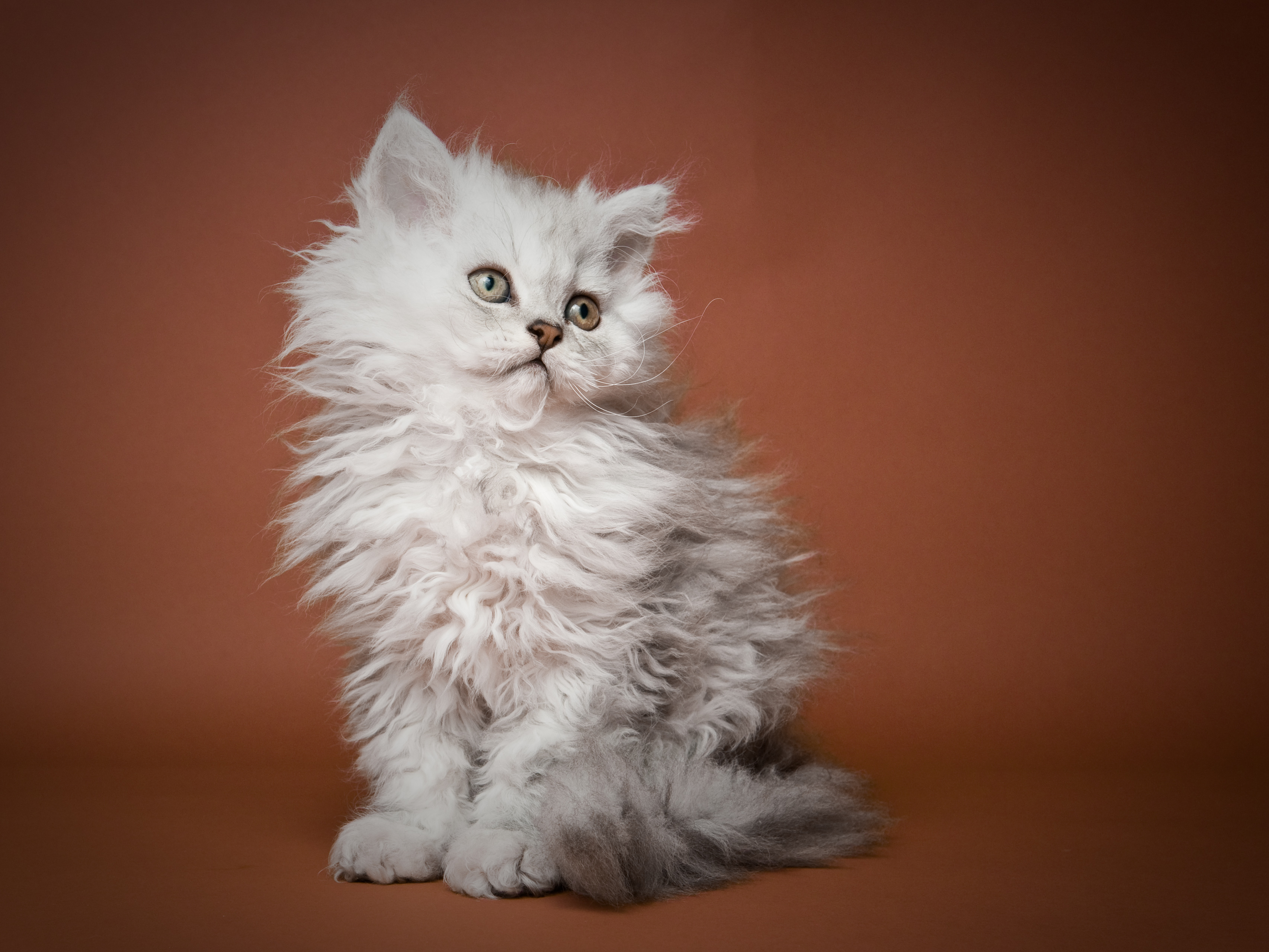 Кошка, которая похожа на белку благодаря роскошному хвосту, завораживает