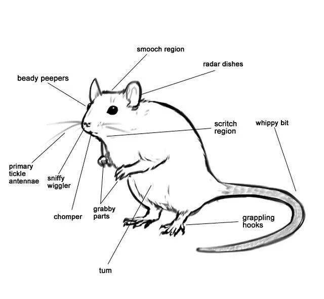 Внешний вид крысы рисунок