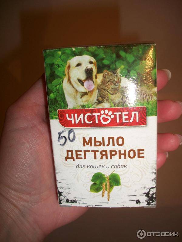 Как вывести блох у кошки и котенка в домашних условиях народными средствами: используем дегтярное мыло, чистотел и другие методы, отзывы