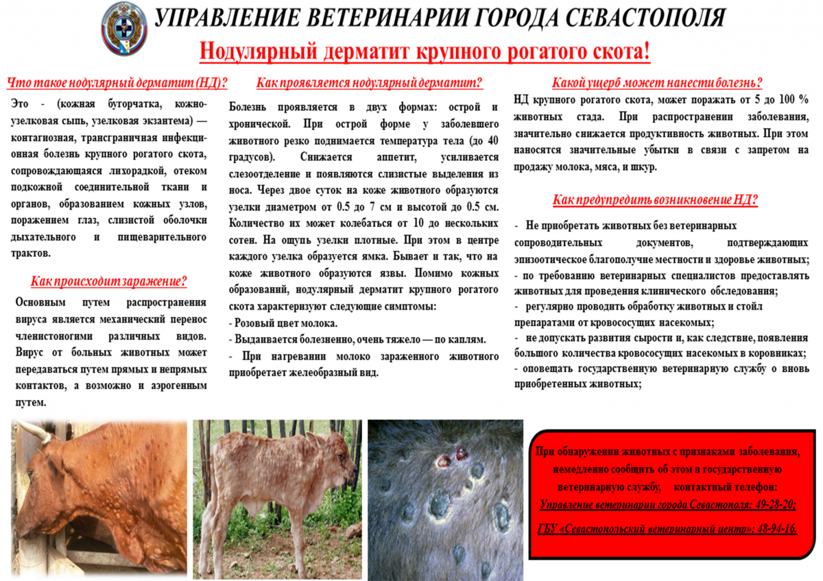Болезнь лайма – клещевой боррелиоз