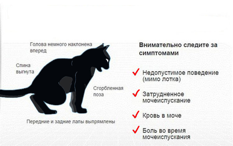 Мочекаменная болезнь (мкб) у котов и кошек: симптомы и лечение